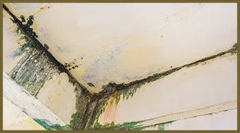 Greenacres Restoration Company Greenacres, FL 561-331-4369 - abt-page-wgr-28