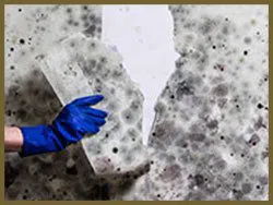 Greenacres Restoration Company Greenacres, FL 561-331-4369