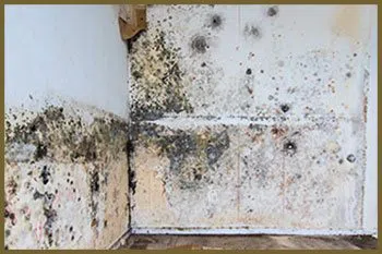 Greenacres Restoration Company Greenacres, FL 561-331-4369 - serv-mold-wgr-28